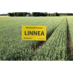 Linnea Kevätvehnä peitattu 600 kg
