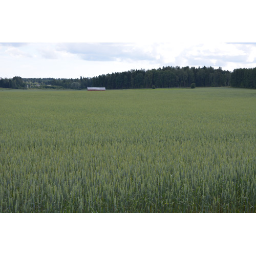 Quarna Kevätvehnä peitattu 600 kg