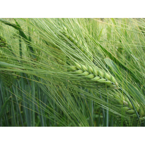 Onerva Ohra peitattu 600 kg