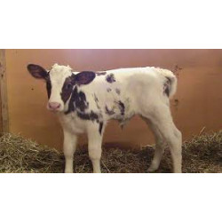 Startti Talous 20 kg