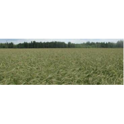 Reetta Syysruis Luomu 600 kg