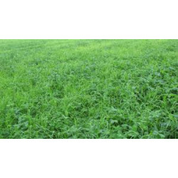 Turgo Italianraiheinä 25 kg